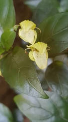 Justicia campylostemon