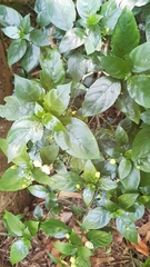 Justicia campylostemon