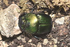Phanaeus mexicanus