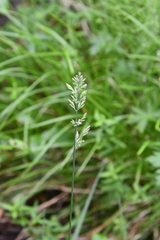Arctagrostis latifolia