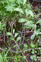 Arctagrostis latifolia