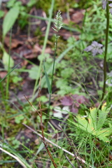 Arctagrostis latifolia