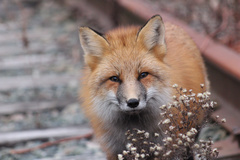 Vulpes vulpes rubricosa