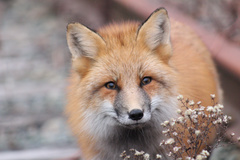 Vulpes vulpes rubricosa