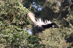 Colobus caudatus
