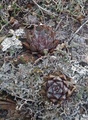 Echeveria purpusorum