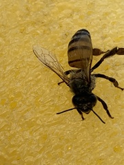 Apis mellifera