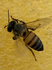 Apis mellifera
