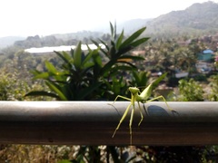 Hierodula membranacea