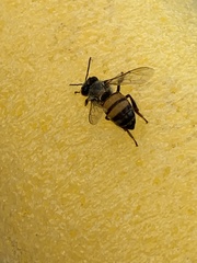Apis mellifera