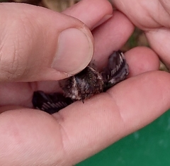 Chlorostilbon lucidus