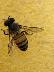 Apis mellifera