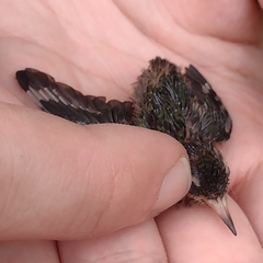 Chlorostilbon lucidus