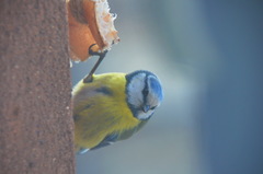 Cyanistes caeruleus