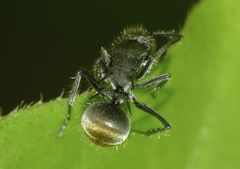 Polyrhachis vermiculosa