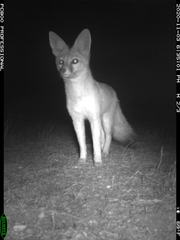 Vulpes macrotis mutica