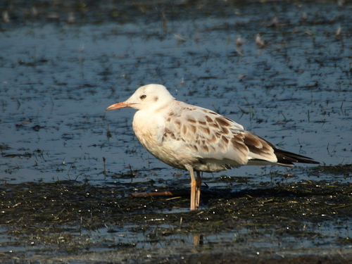 Gaviota picofina (Chroicocephalus genei)