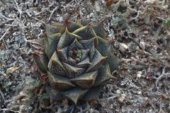Echeveria purpusorum