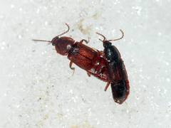 Acidota crenata