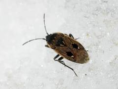 Graptopeltus lynceus