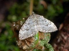 Xanthorhoe uralensis
