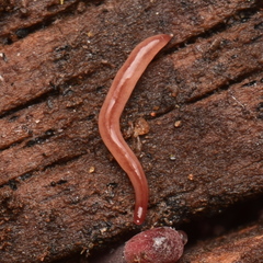 Kontikia ventrolineata