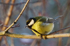 Parus major