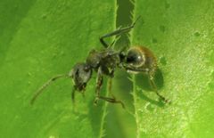 Polyrhachis vermiculosa