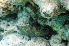 Epinephelus merra