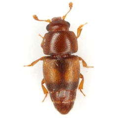 Carpophilus nepos