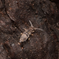 Entomobrya suzannae