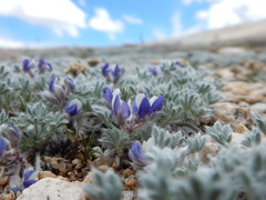 Lupinus breweri bryoides