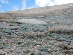 Lupinus breweri bryoides