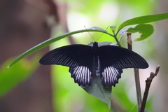 Papilio rumanzovia