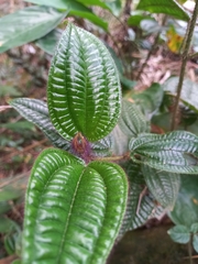 Miconia australis