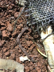Othelosoma africanum
