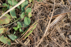 Aiolopus thalassinus