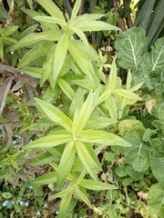 Aloysia citrodora