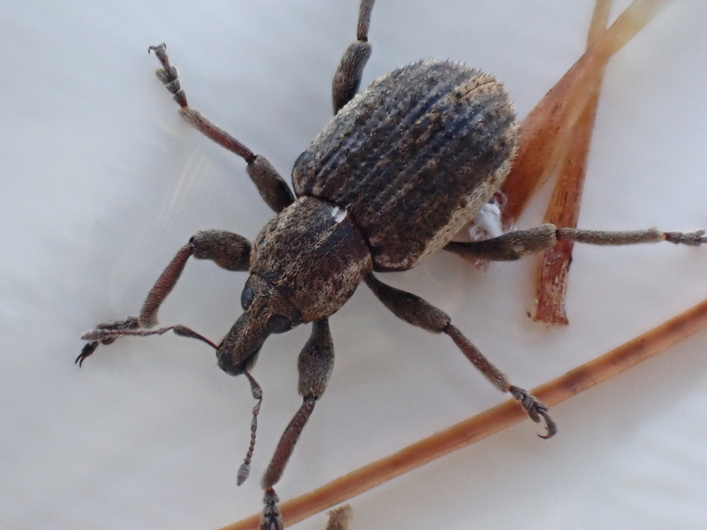 Clover Leaf Weevil from Bradley County, TN, USA on November 27, 2021 at ...