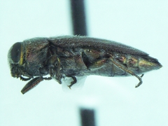 Chrysobothris lixa