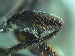 Chrysobothris lixa