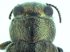 Chrysobothris lixa