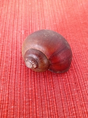 Pomacea sordida