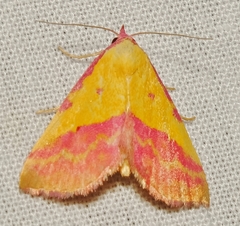 Phytometra rhodarialis