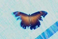 Morpho telemachus