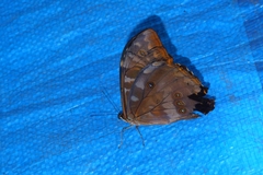 Morpho telemachus
