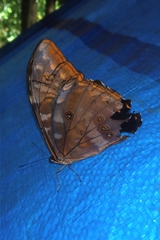 Morpho telemachus