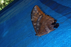 Morpho telemachus