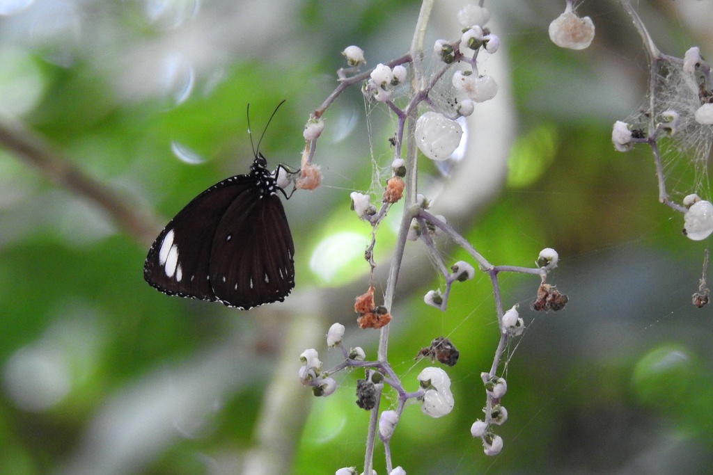 Elymnias melias