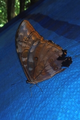 Morpho telemachus